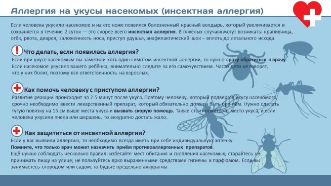 Укус пчелы: первая помощь и как избежать | компетентно о здоровье на ilive