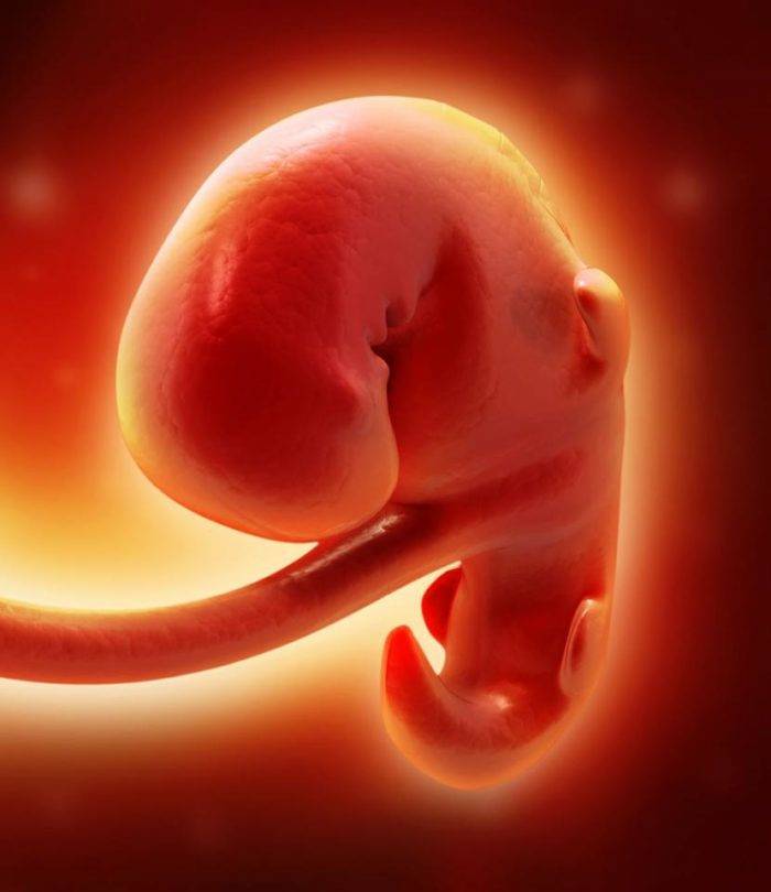 3 неделя беременности от зачатия: что происходит с ребенком?