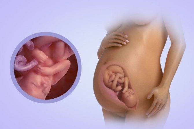15 неделя беременности развитие плода, ощущения, матка, пол, шевеления, выделения, узи - умкамама.ру