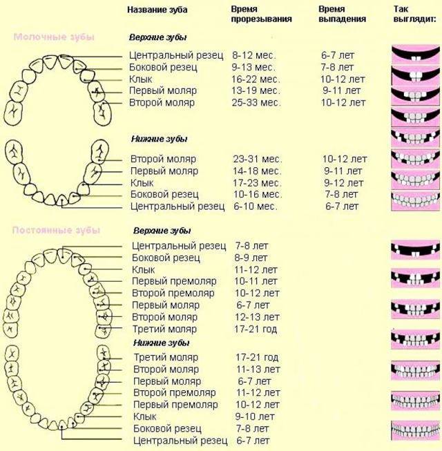 Порядок и сроки прорезывания молочных и постоянных зубов у детей