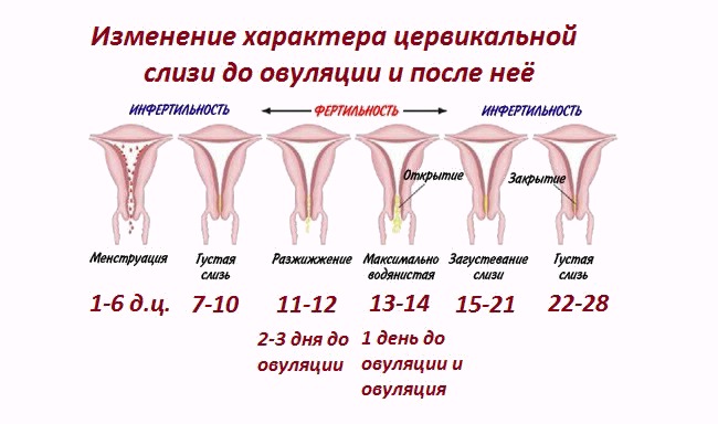 Выделения после овуляции, если зачатие произошло (19 фото): какие выделения могут быть до задержки, при оплодотворении яйцеклетки, коричневые что означают