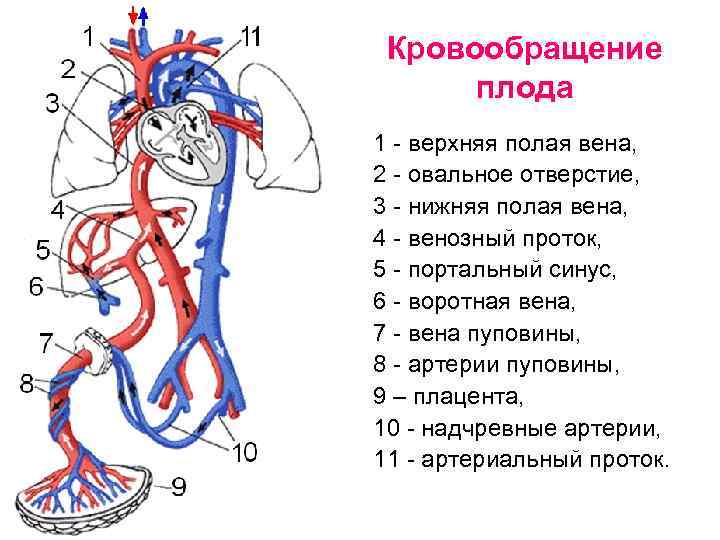 Особенности кровообращения у человеческого плода: анатомия, схема и описание гемодинамики. кровообращение плода. питание плода