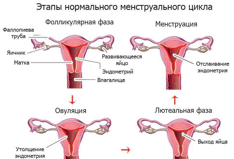 Почему месячные 1 день идут: какие причины нарушения менструального цикла, что делать?