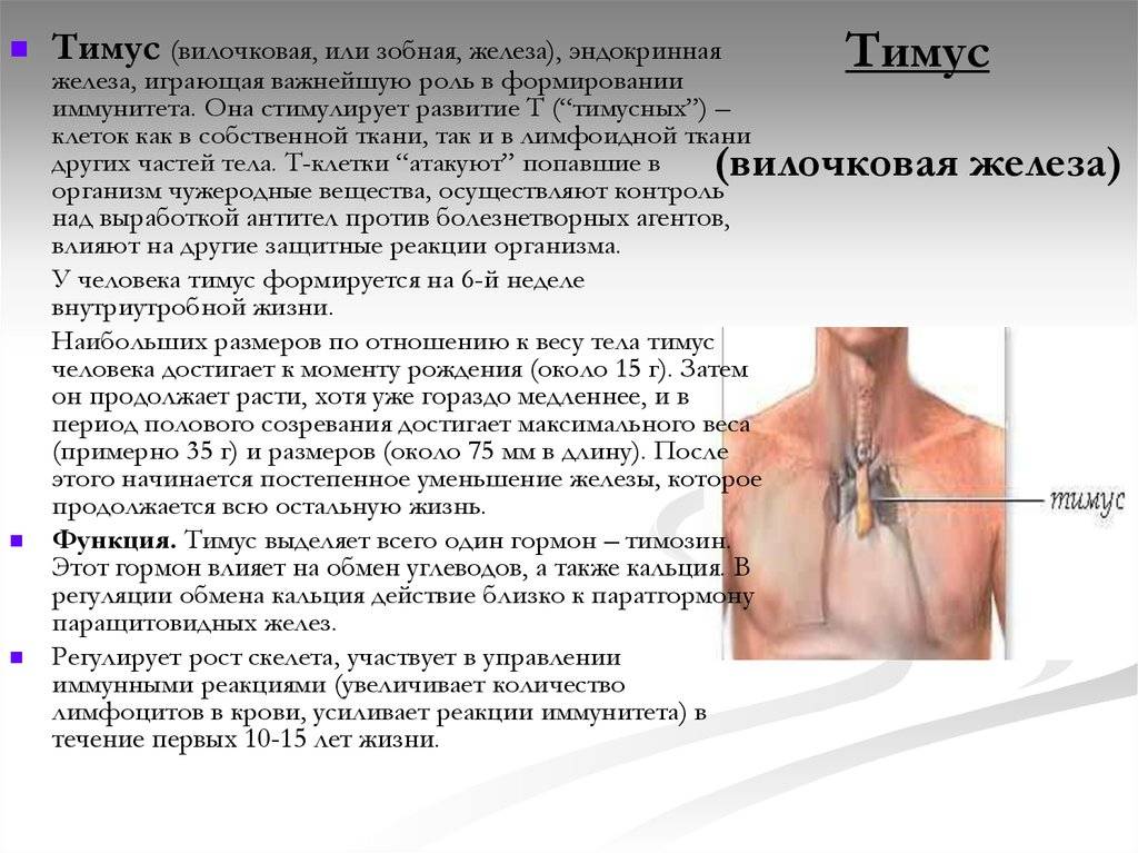 Компьютерная томография вилочковой железы, кт и мрт исследование тимуса