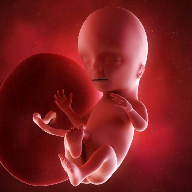 Первые шевеления плода: когда начинает шевелиться ребенок при беременности и чувствуются толчки, какое ощущение возникает и как распознать пинок