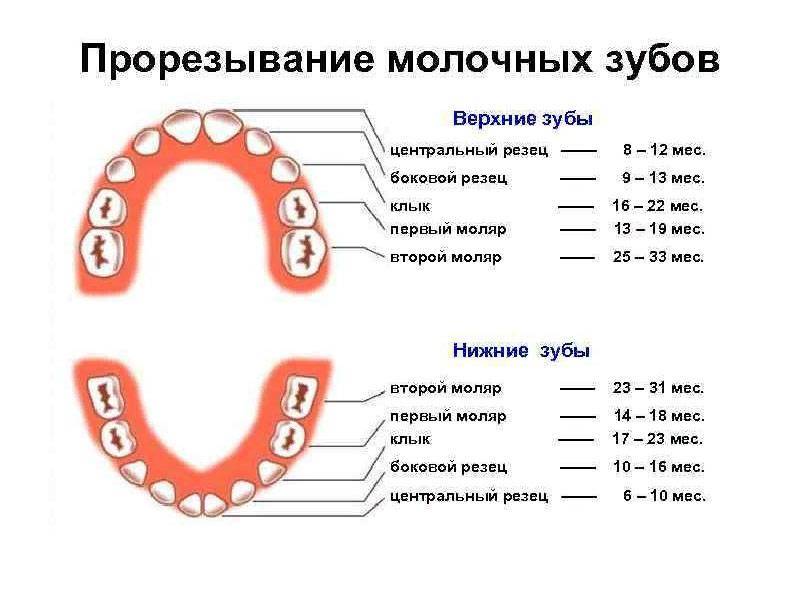 Последовательность прорезывания зубов у детей (12 фото): как лезут зубы, симптомы