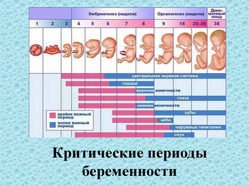 Беременность по триместрам. полезные советы акушеров-гинекологов - статьи о беременности и родах