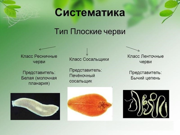 Виды гельминтов у детей фото