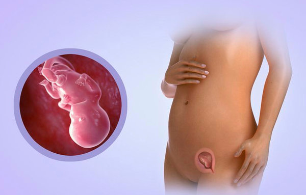 12 неделя беременности: признаки и ощущения женщины, симптомы, развитие плода