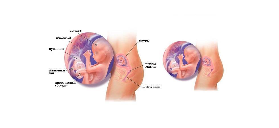 15 неделя беременности: изменения в организме матери и малыша, ощущения, медицинские обследования, питание и режим, факторы риска и опасности. календарь беременности по неделям.