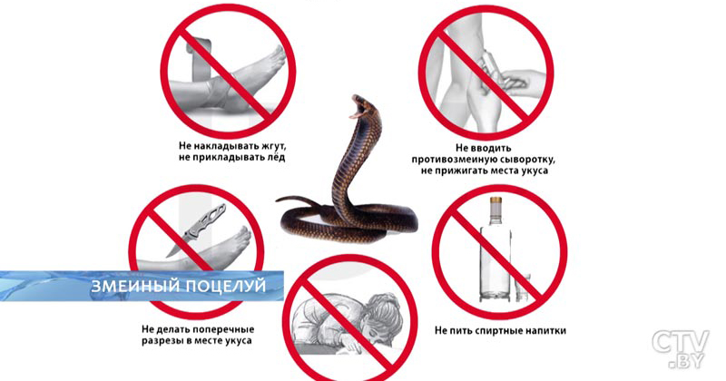 Что делать если укусила змея - первая помощь человеку при укусе ядовитой гадюки в лесу