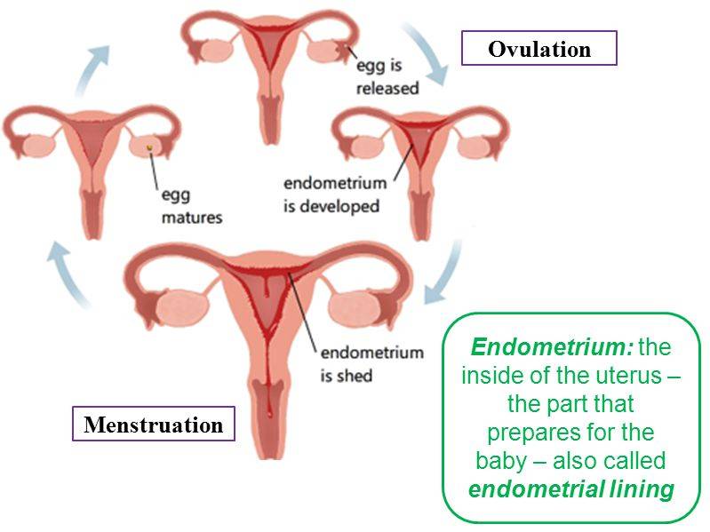 Как уменьшить менструацию – простые способы решения сложных проблем