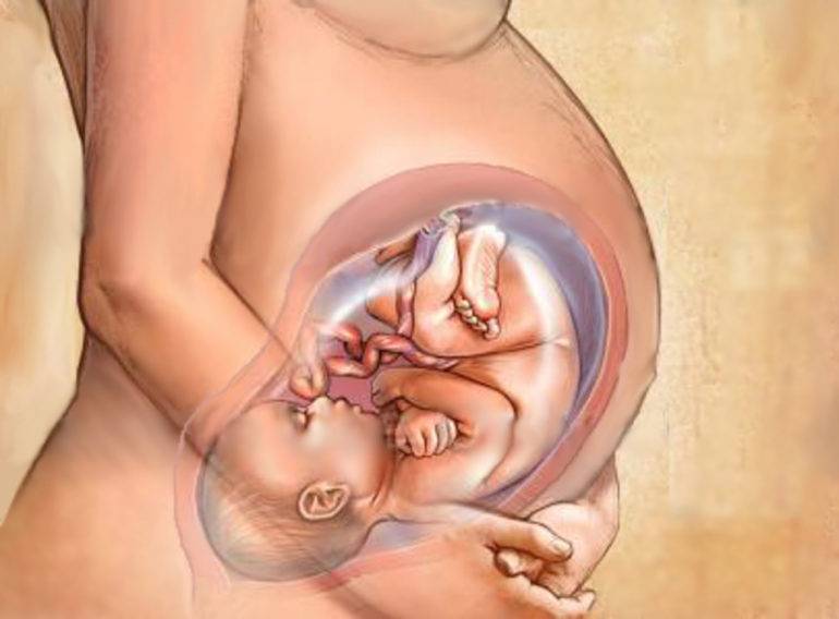 Особенности беременности и плода на 11 неделе
