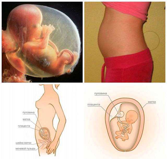 Зарождение новой жизни: как ребенок появляется в животе, каким образом он развивается в утробе матери по неделям?