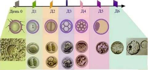 Как подсчитать эмбриональный и акушерский срок беременности после эко
