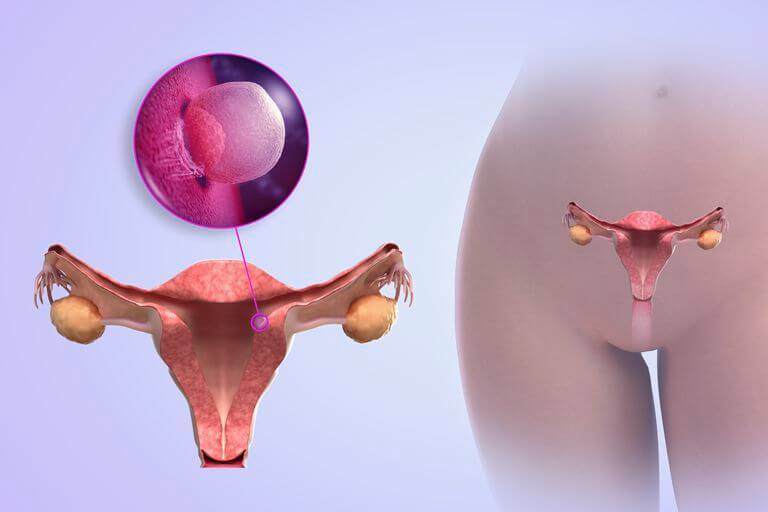 Где находится шейка матки при беременности. пальпация шейки матки: как выглядит до зачатия и какие изменения происходят на ранних сроках при беременности? период, предшествующий менструации