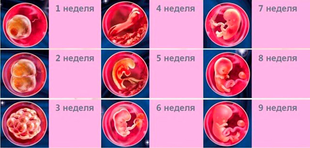 Что происходит с малышом и мамой на 4 неделе беременности от зачатия, каковы ощущения женщины, что покажет фото УЗИ?