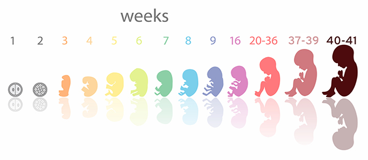 Первое узи при беременности (57 фото): когда и во сколько недель делают, на каком сроке проводят плановое скрининг-узи, нормы и расшифровка, что показывает