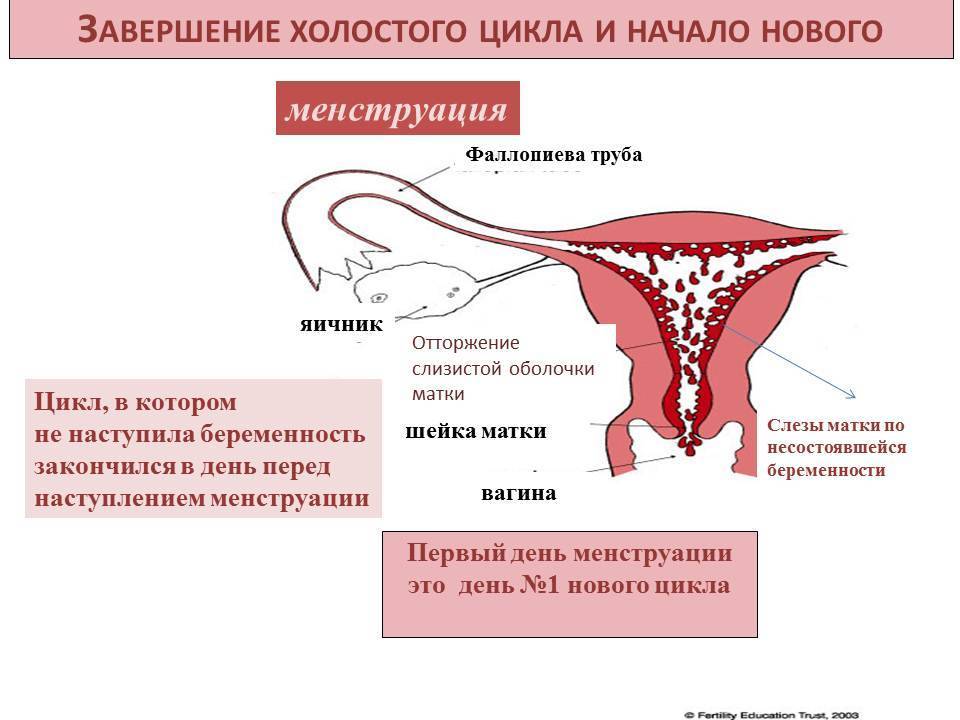 Ранняя овуляция: может ли она быть сразу после месячных, причины овуляции на 7-10 день цикла, мешает ли она зачатию и беременности
