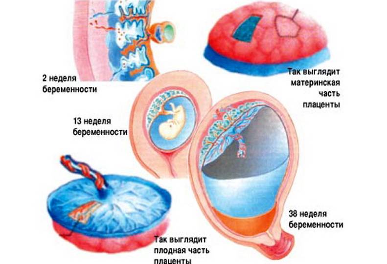 Плацента - что такое плацента и что нужно знать о ней