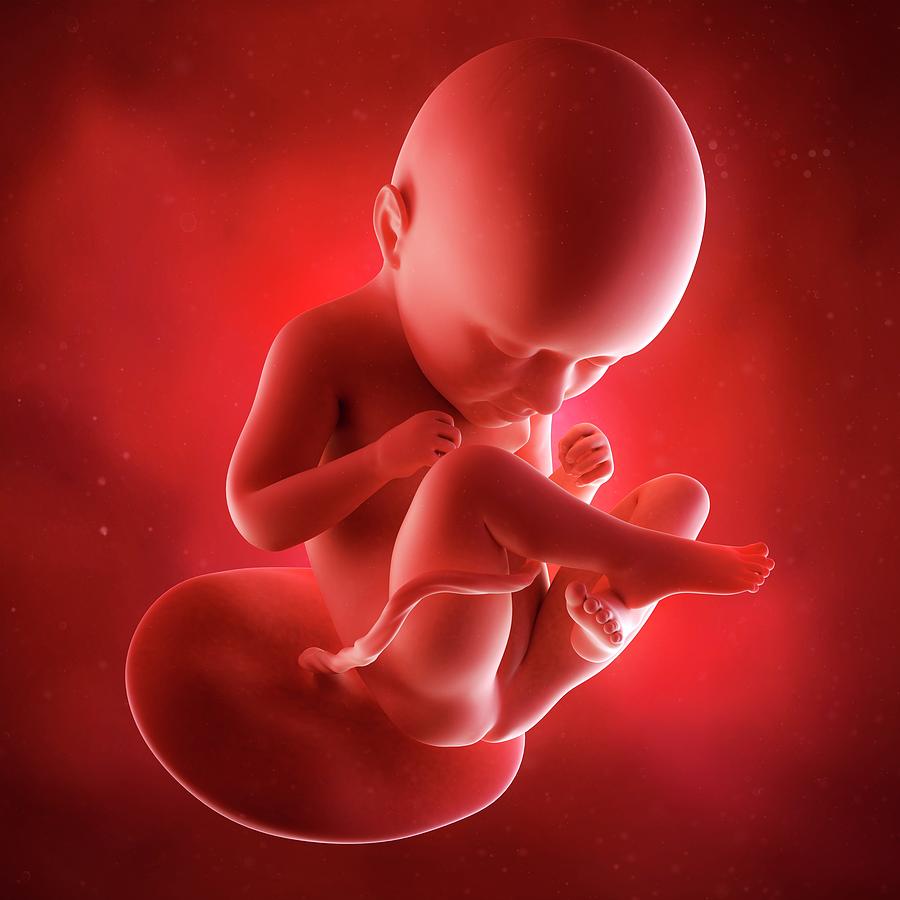 35 неделя беременности: изменения в организме матери и малыша, медицинские обследования, факторы риска и опасности на 35 неделе беременности