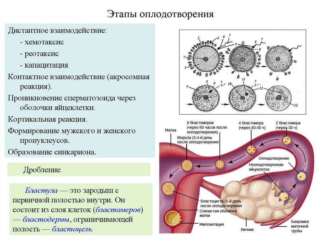 Выделения при имплантации эмбриона (10 фото): обязательно ли должно быть кровяное пятно при прикреплении в матку, ощущения и признаки