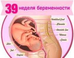 Беременность. неделя тридцать девятая - калькулятор и календарь беременности