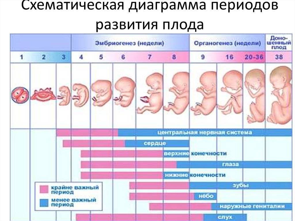 На каком сроке беременности можно определить пол ребенка