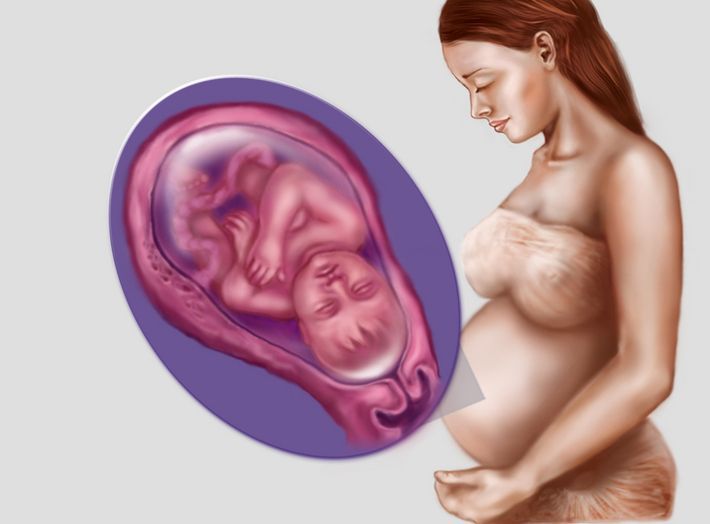 36 неделя беременности: как развивается малыш и его вес