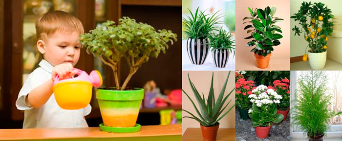 25 растений для детской комнаты