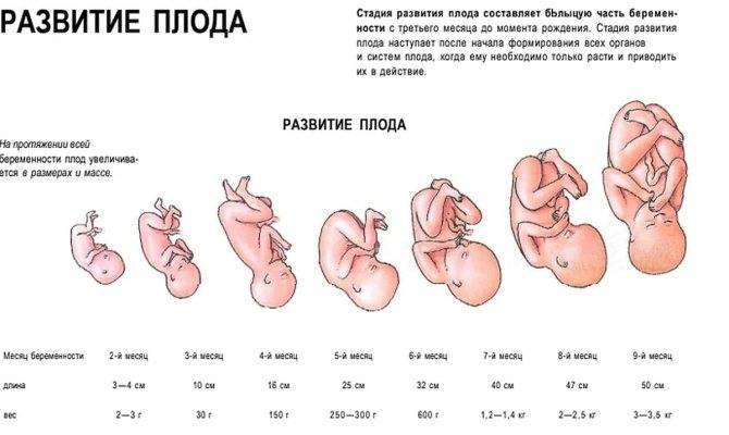 Третья беременность и роды: особенности и советы