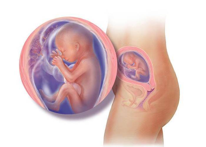 15 неделя беременности – полное описание, фото, узи, советы | moirebenok.ua