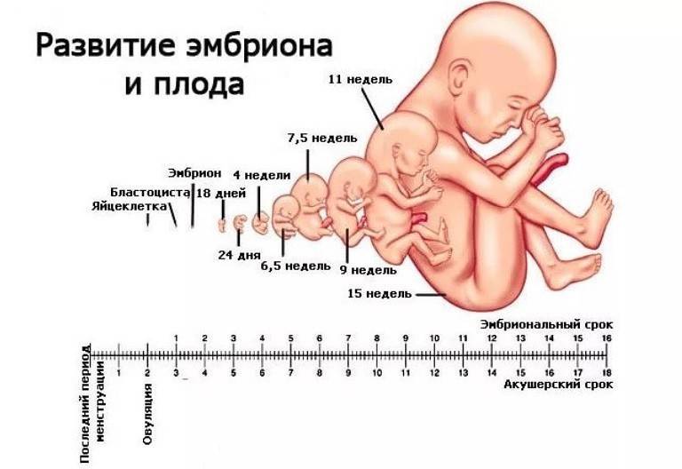 Изменения в женском организме во время беременности - статьи о беременности и родах