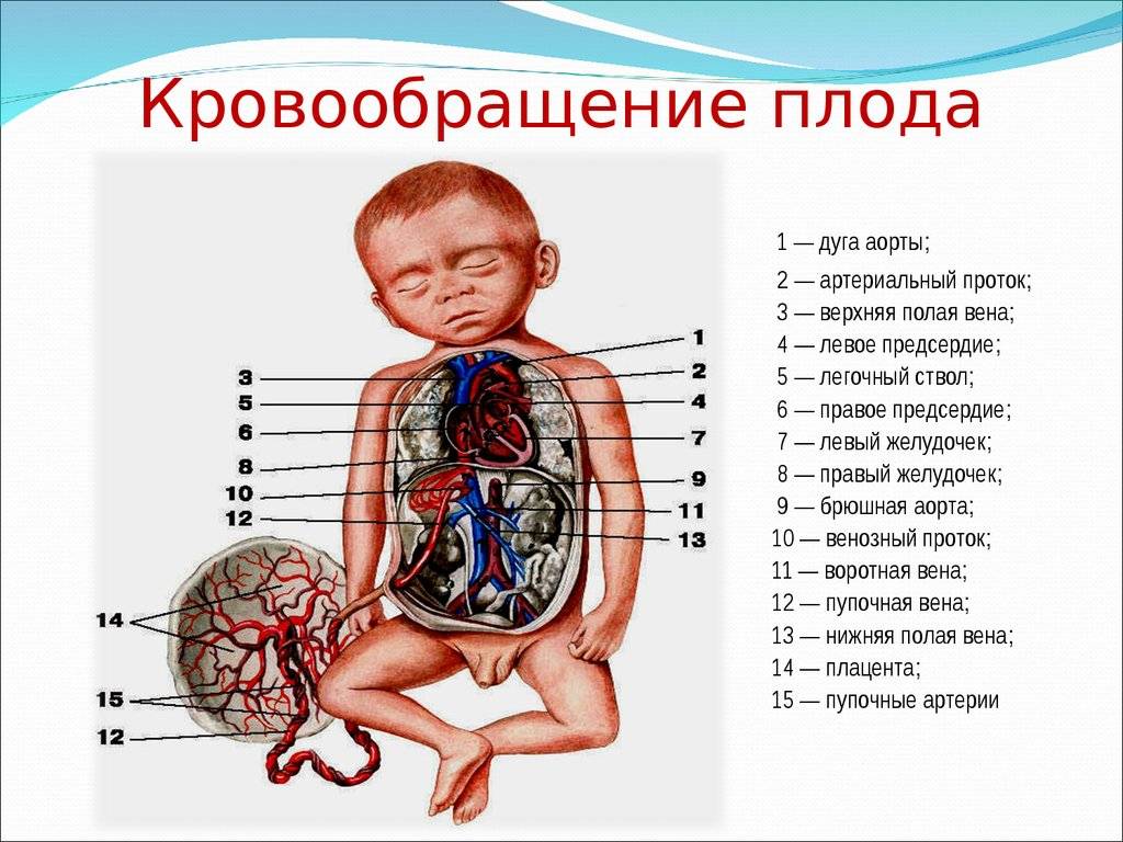 Кровообращение новорожденного, плода: какой круг, особенности, фертальное и транзиторное, нарушение
