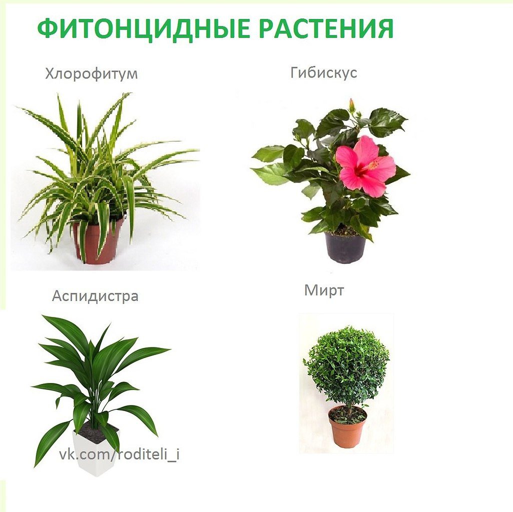 Самые полезные комнатные растения для детской. критерии выбора, описание, фото — ботаничка.ru