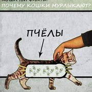Когда котята начинают мурчать — topsamoe.ru