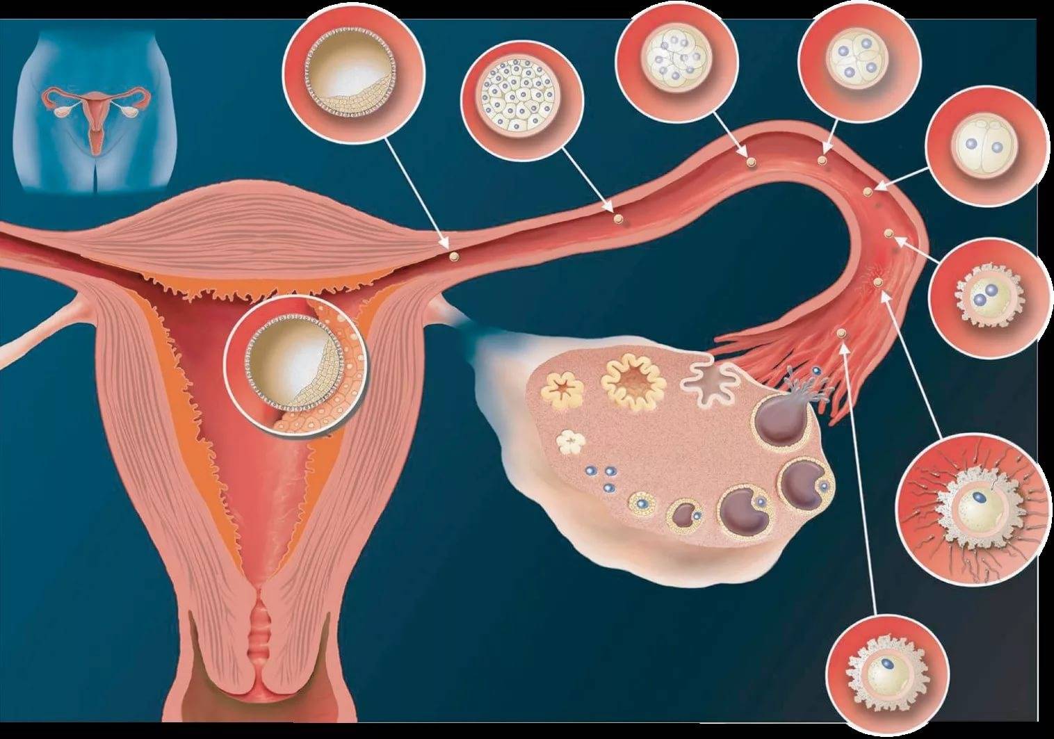 Как узнать произошла ли имплантация. симптомы имплантации эмбриона: на какой день после зачатия происходит прикрепление плодного яйца