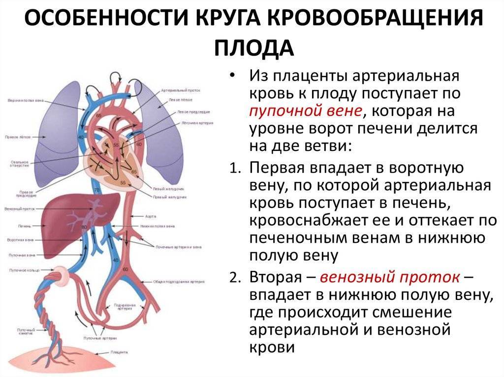 Кровоснабжение плода анатомия. особенности кровообращения у человеческого плода: анатомия, схема и описание гемодинамики