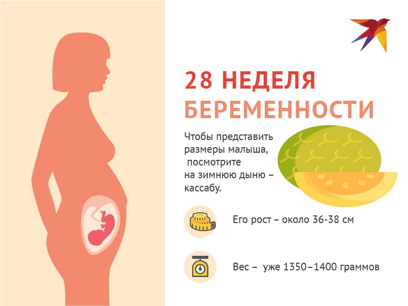 Рост и развитие ребенка на 27 неделе беременности