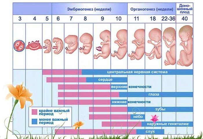 Как определить пол будущего ребенка на раннем сроке беременности? на каких сроках можно определить пол ребенка? узи, расчет по последним месячным, таблице