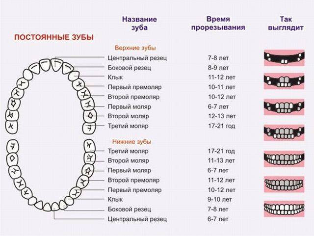 Порядок прорезывания зубов у детей: схема с фото