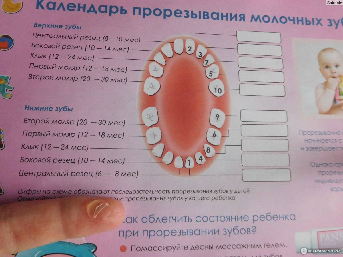 Последовательность прорезывания зубов у детей
