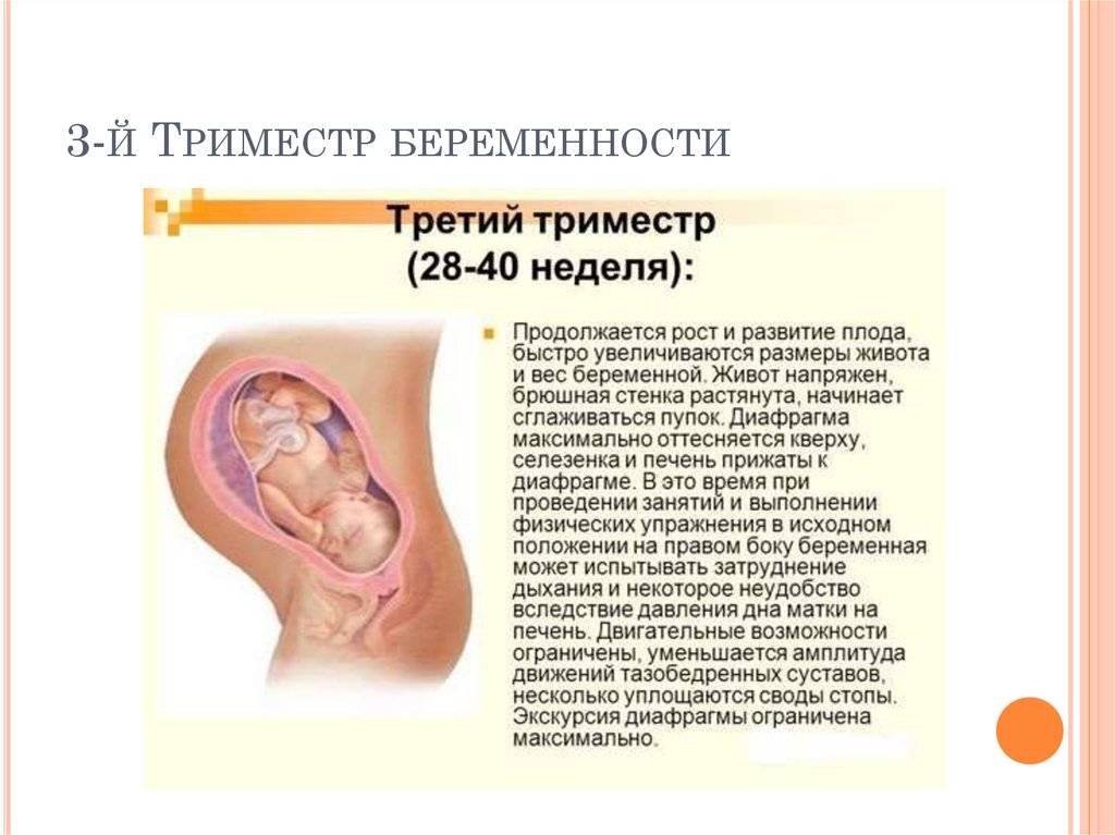 Третье узи при беременности: важнейшие показатели и срок проведения