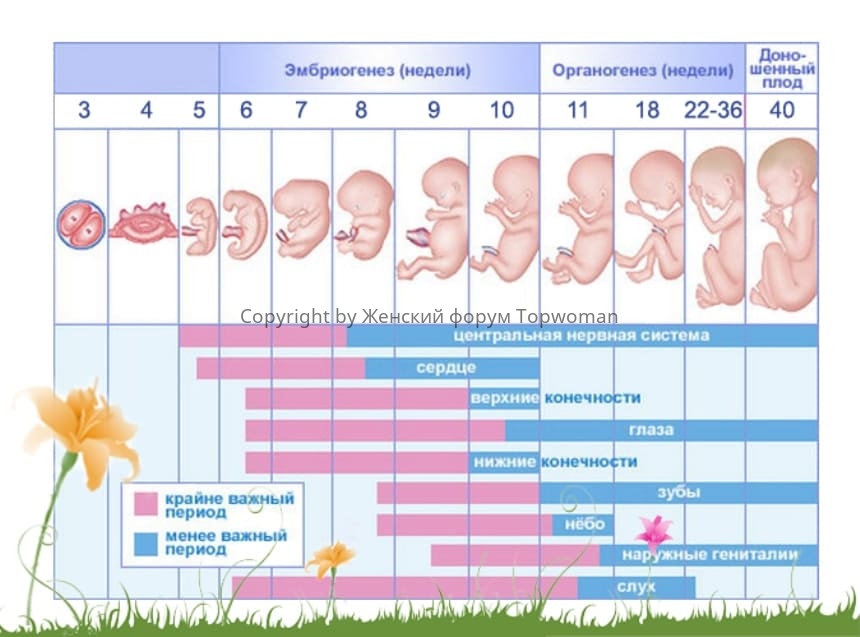Плод на 15 неделе беременности (18 фото): что происходит с малышом и как он выглядит, размер ребенка, его развитие и ощущения, пол