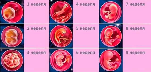 Какие признаки сопутствуют 2 неделе беременности | vseproberemennost.ru