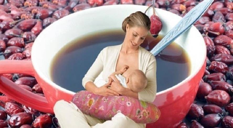 Шиповник при грудном вскармливании: можно ли пить отвар кормящей маме, особенности употребления