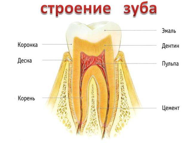 У ребенка болит зуб: чем обезболить и снять зубную боль в домашних условиях, обезболивающие