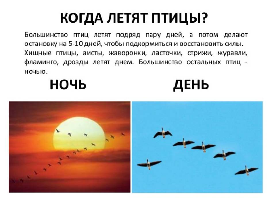 Почему летают птицы (как объяснить ребенку 3-5 лет) - иркутская городская детская поликлиника №5