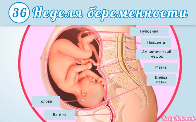 Роды в 36 недель беременности: особенности и мнение врачей, последствия для ребенка на этом сроке