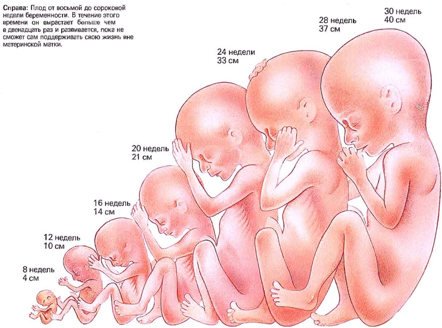 19 неделя беременности где расположен малыш: рекомендации на 19 неделе беременности • твоя семья - информационный семейный портал